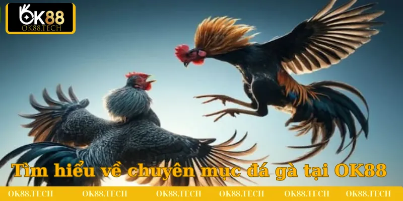 Đá Gà OK88 1 Tìm hiểu sơ lược về chuyên mục đá gà tại OK88