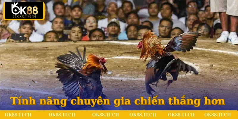 Đá Gà OK88 3 Tính năng chuyên gia giúp người chơi tăng khả năng chiến thắng hơn