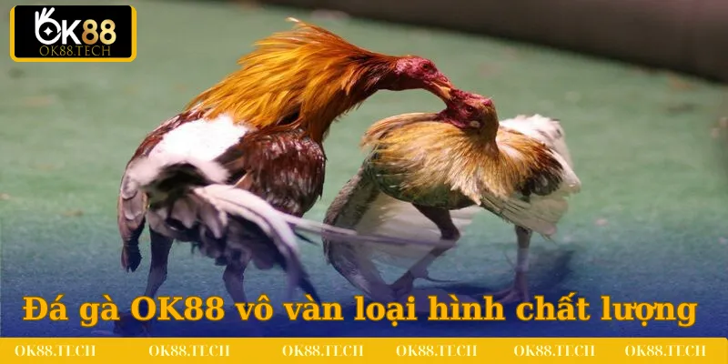 Đá Gà OK88 4 Đá gà OK88 thiết lập vô vàn loại hình chất lượng